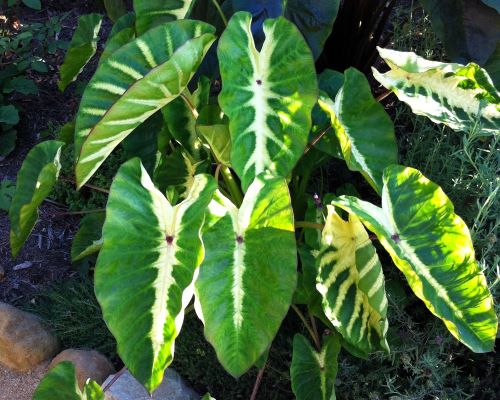 Colocasia esculenta 'Maui Sunrise'  Colocasia esculenta 'Maui Sunrise'