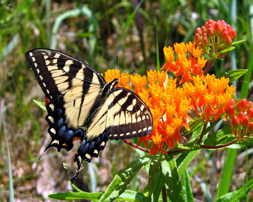 Asclepias tuberosa Butterfly Milkweed from AgriStarts