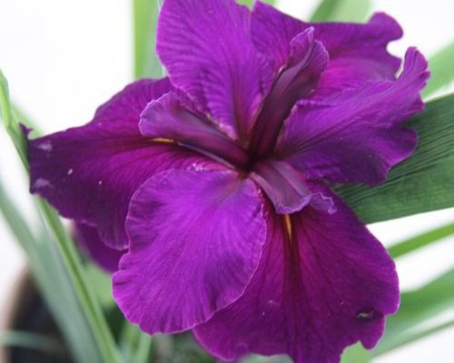 Iris 'Jeri' Louisiana Iris from AgriStarts