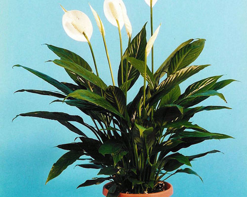 Spathiphyllum Vicki Lynn Peace Lilly From Agristarts