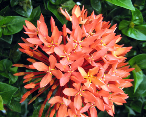 Ixora 'Siam Ribbon' from AgriStarts