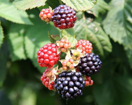 Rubus 'Chester' Thornless Blackberry from AgriStarts