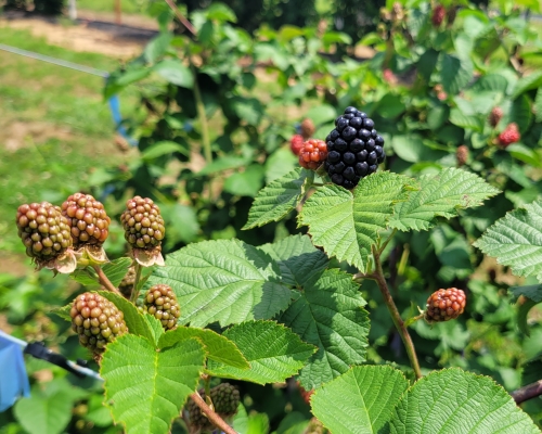 Rubus 'Galaxy' 