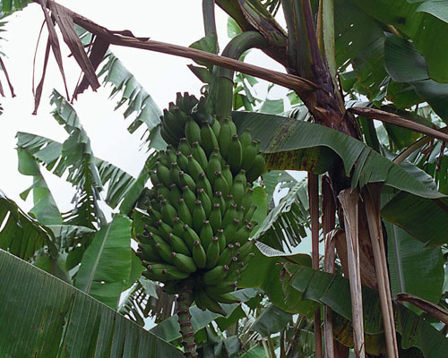 Musa 'Pisang Ceylon' Banana from AgriStarts