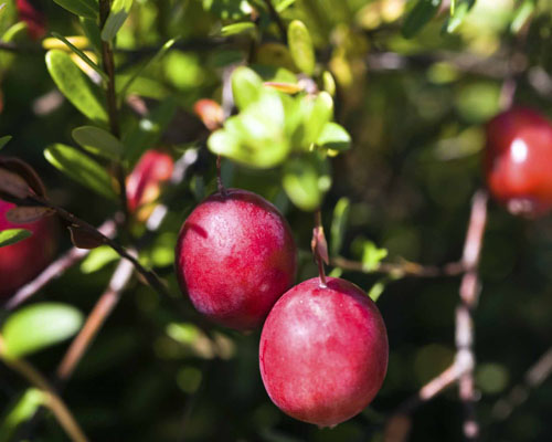 Sementes Oxicoco Cranberry Vaccinium Macrocarpon P/ Mudas 