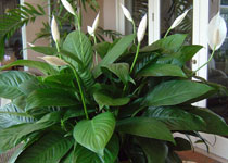 Spathiphyllum 'Allison' 