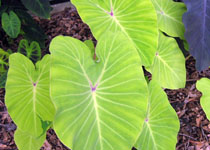 La Colocasia DETA5-20