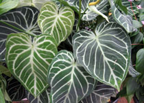 Anthurium clarineervium