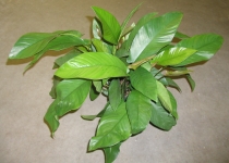 Anubias 'Frazeri' 