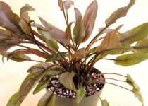 Cryptocoryne wendtii 'Red' 