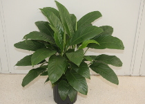 Spathiphyllum From Agristarts