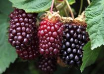 Rubus 'Boysenberry' 