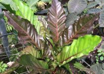 Anthurium 'Big Red Bird' 