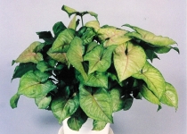 Syngonium 'Berry Allusion' 