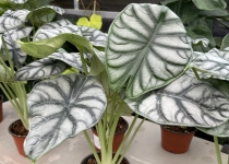 Alocasia baginda 'Silver Dragon' 