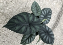 Alocasia baginda 'Dragon Scale' 