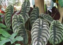 Alocasia 'Cuprea' 