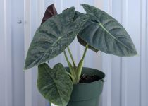 Alocasia 'Golden Bone' 