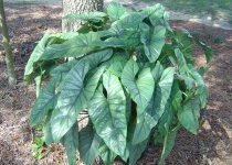 Alocasia heterophylla ''Corazon'' 