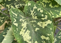 Alocasia 'Hilo Beauty' 