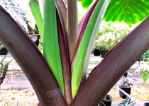 Alocasia 'Imperial Red' 