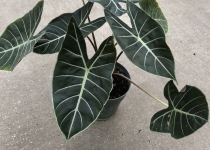 Alocasia longiloba ''Dragon's Tooth'' 