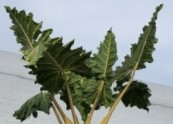 Alocasia 'Golden Dragon' 