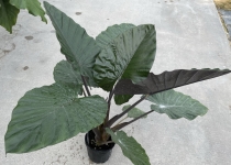 Alocasia 'Metalhead™' 