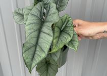 Alocasia 'Platinum'