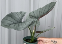 Alocasia 'reginae' 