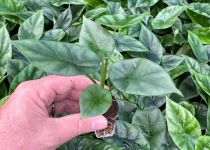 Alocasia sinuata 'Quilted Dream' 