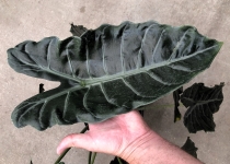 Alocasia x chantrieri