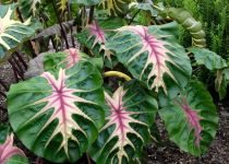 Colocasia esculenta 'Waikiki' 