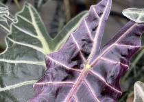 Alocasia 'Purpley' 