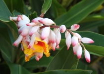 Alpinia zerumbet 'Green Shell Ginger' 