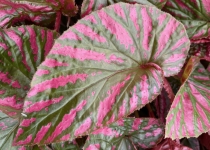 Begonia brevirimosa 'Exotica' 