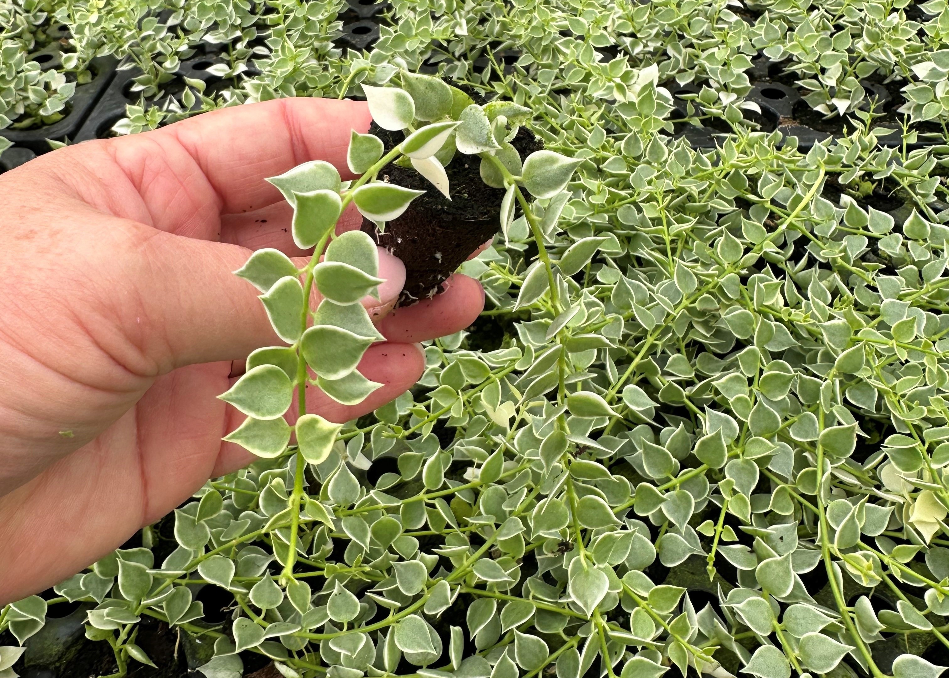 Dischidia ruscifolia 'Variegata' 