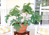 Ficus carica 'Fignomenal' 