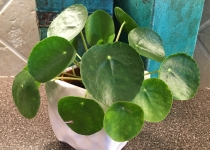 Pilea peperomioides