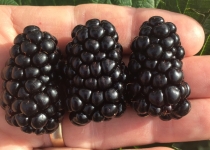 Rubus Caddo