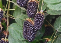 Rubus 'Columbia Star' 