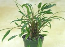 Cryptocoryne lucens