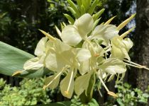 Hedychium 'Molten Gold' 