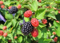 Rubus 'Twighlight' 